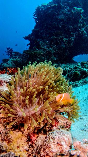 Diving in the Maldives